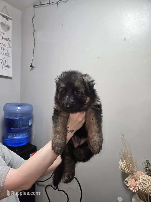 Pink collar female – German Shepherd Dog puppy for sale in Bethel, OH