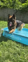 Pink collar female, a female German Shepherd Dog for sale in Bethel, OH – 5 of 10