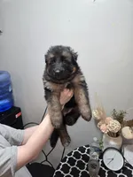Pink collar female, a female German Shepherd Dog for sale in Bethel, OH – 2 of 10