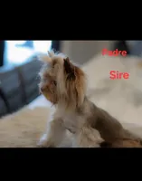 Princess, a female Yorkshire Terrier for sale in Benicia, CA – Photo 7 of 7