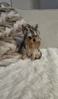Princess, a female Yorkshire Terrier for sale in Benicia, CA – Photo 3 of 7
