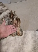 Princess, a female Yorkshire Terrier for sale in Benicia, CA – Photo 4 of 7