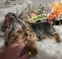 Princess, a female Yorkshire Terrier for sale in Benicia, CA – Photo 2 of 7