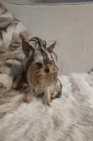 Princess, a female Yorkshire Terrier for sale in Benicia, CA – Photo 5 of 7