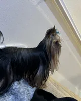 Beux Beux , a male Yorkshire Terrier for sale in Benicia, CA – 3 of 7