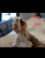 Princess , a female Yorkshire Terrier for sale in Benicia, CA – Photo 5 of 6