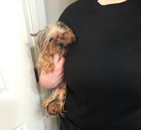 Princess , a female Yorkshire Terrier for sale in Benicia, CA – Photo 2 of 6