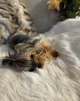 Princess , a female Yorkshire Terrier for sale in Benicia, CA – Photo 3 of 6