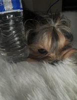 Princess , a female Yorkshire Terrier for sale in Benicia, CA – Photo 4 of 6