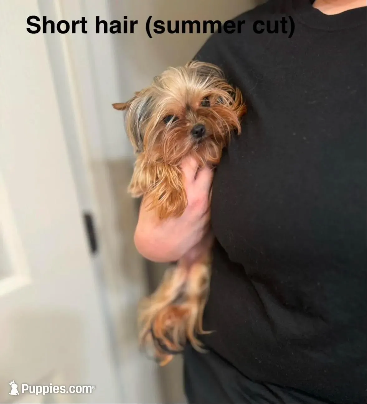 Princess  – Yorkshire Terrier puppy for sale in Benicia, CA