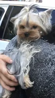 Tcup Princess, a female Yorkshire Terrier for sale in Benicia, CA – 7 of 7