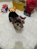 Serenity, a female Yorkshire Terrier for sale in Benicia, CA – Photo 2 of 5