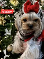 Serenity, a female Yorkshire Terrier for sale in Benicia, CA – Photo 4 of 5