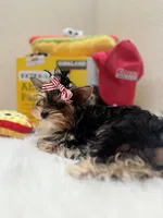 Serenity, a female Yorkshire Terrier for sale in Benicia, CA – Photo 3 of 5