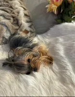 Tcup Princess, a female Yorkshire Terrier for sale in Benicia, CA – 4 of 7