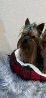Beux Beux , a male Yorkshire Terrier for sale in Benicia, CA – 2 of 7