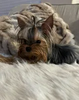 Tcup Princess, a female Yorkshire Terrier for sale in Benicia, CA – 2 of 7