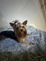 Serenity , a female Yorkshire Terrier for sale in Benicia, CA – Photo 3 of 6