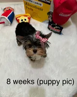 Serenity , a female Yorkshire Terrier for sale in Benicia, CA – Photo 4 of 6