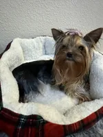 Serenity , a female Yorkshire Terrier for sale in Benicia, CA – Photo 2 of 6