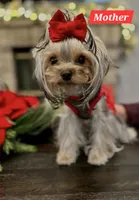 Serenity , a female Yorkshire Terrier for sale in Benicia, CA – Photo 5 of 6