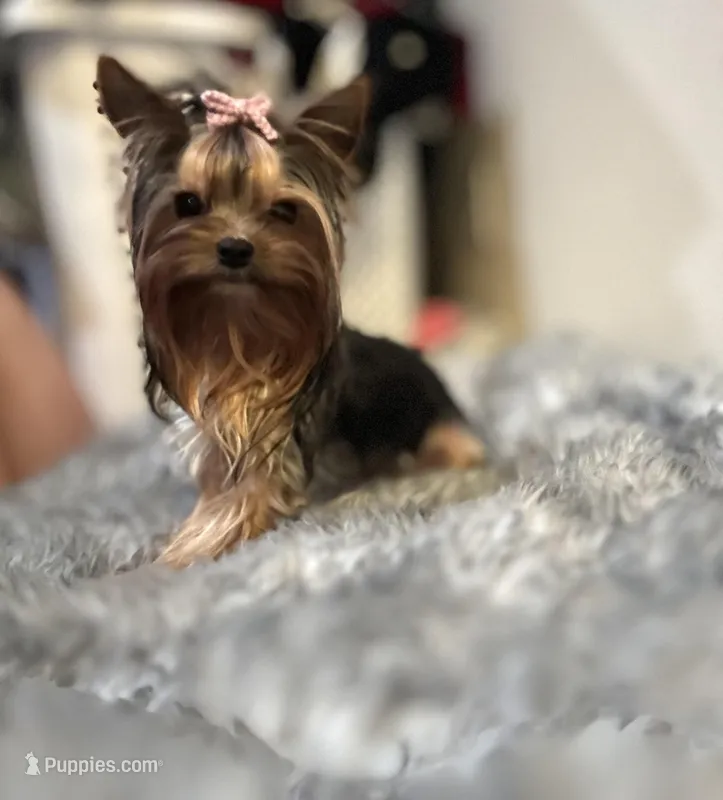 Serenity  – Yorkshire Terrier puppy for sale in Benicia, CA