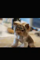 Beux Beux , a male Yorkshire Terrier for sale in Benicia, CA – 6 of 7