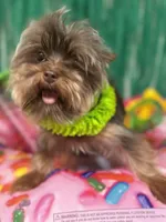 Nutter Butter (AKC), a male Yorkshire Terrier for sale in Benicia, CA – Photo 2 of 7