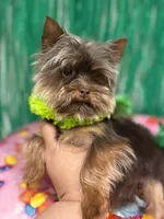 Nutter Butter (AKC), a male Yorkshire Terrier for sale in Benicia, CA – Photo 3 of 7