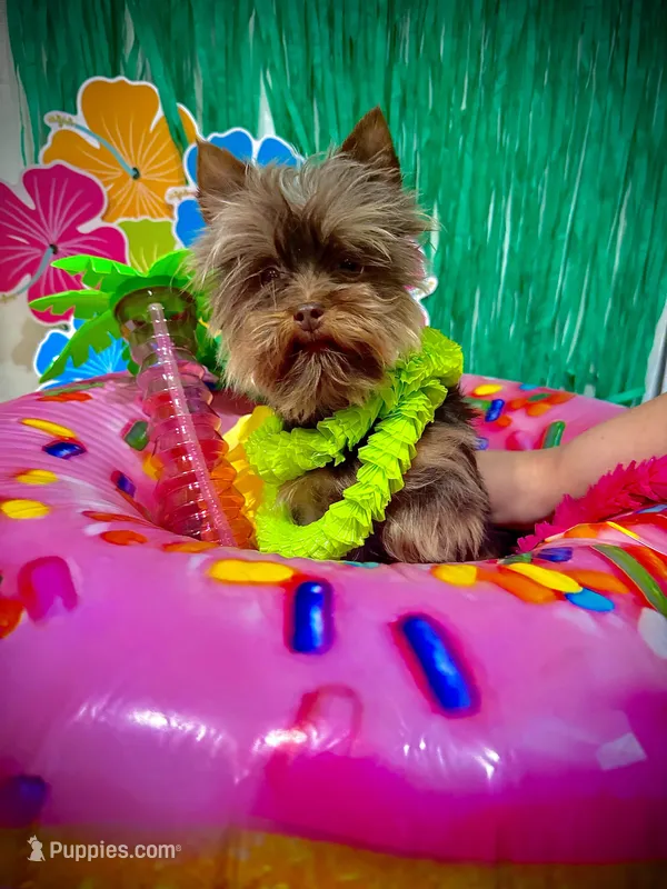 Nutter Butter (AKC) – Yorkshire Terrier puppy for sale in Benicia, CA