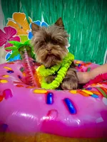 Nutter Butter (AKC), a male Yorkshire Terrier for sale in Benicia, CA – Photo 1 of 7