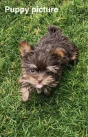 Nutter Butter (AKC), a male Yorkshire Terrier for sale in Benicia, CA – Photo 7 of 7