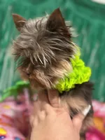 Nutter Butter (AKC), a male Yorkshire Terrier for sale in Benicia, CA – Photo 5 of 7