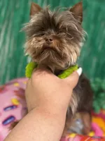 Nutter Butter (AKC), a male Yorkshire Terrier for sale in Benicia, CA – Photo 4 of 7