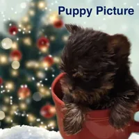 Nutter Butter (AKC), a male Yorkshire Terrier for sale in Benicia, CA – Photo 6 of 7