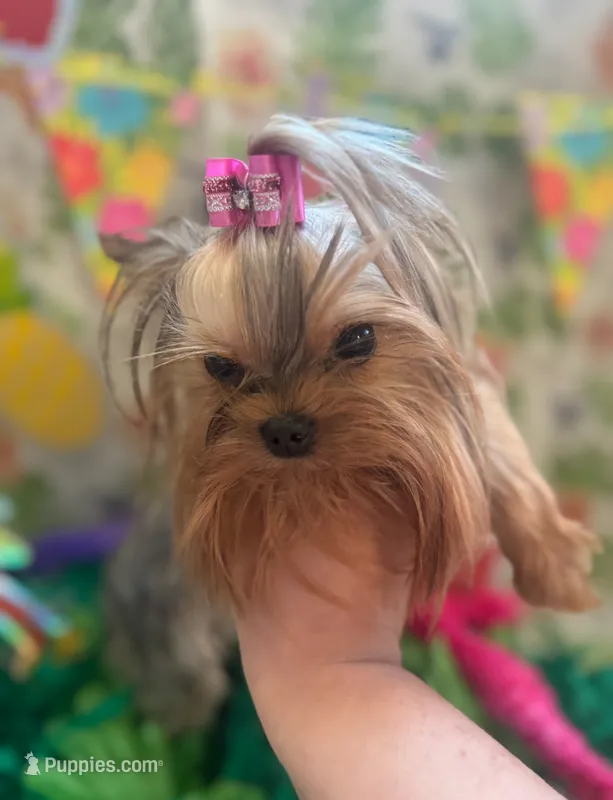 Tcup Princess – Yorkshire Terrier puppy for sale in Benicia, CA