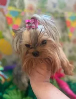 Tcup Princess, a female Yorkshire Terrier for sale in Benicia, CA – 1 of 7