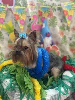 Beux Beux , a male Yorkshire Terrier for sale in Benicia, CA – 4 of 7