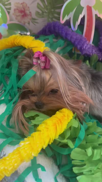 Tcup Princess, a female Yorkshire Terrier for sale in Benicia, CA – 6 of 7