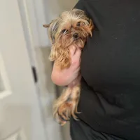Tcup Princess, a female Yorkshire Terrier for sale in Benicia, CA – 3 of 7