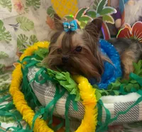 Beux Beux , a male Yorkshire Terrier for sale in Benicia, CA – 1 of 7