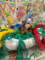Beux Beux , a male Yorkshire Terrier for sale in Benicia, CA – 5 of 7
