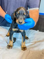 Larimar dobermans, a male Doberman Pinscher for sale in Davison, MI – 3 of 3
