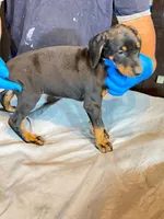 Larimar dobermans, a male Doberman Pinscher for sale in Davison, MI – 2 of 3