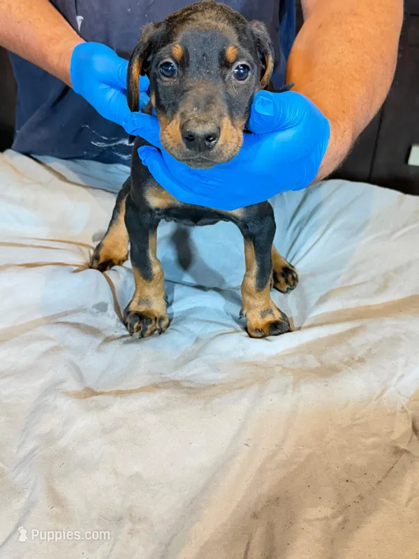 Larimar – Doberman Pinscher puppy for sale in Davison, MI