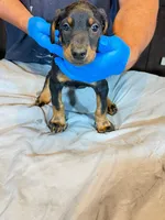 Larimar, a female Doberman Pinscher for sale in Davison, MI – 1 of 1