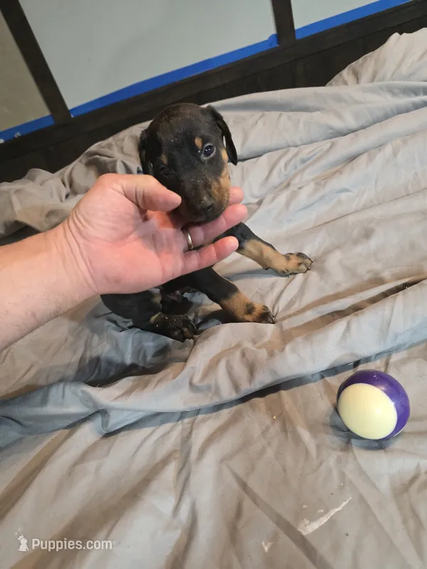 Larimar – Doberman Pinscher puppy for sale in Davison, MI