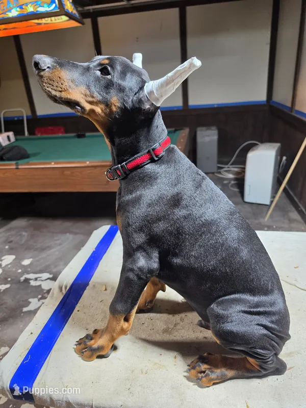 Larimar dobermans – Doberman Pinscher puppy for sale in Davison, MI