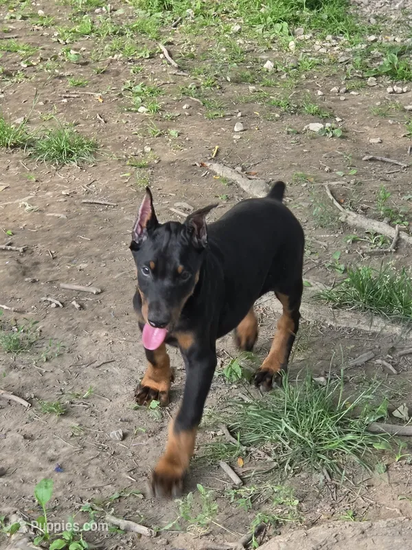 Larimar – Doberman Pinscher puppy for sale in Davison, MI