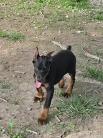 Larimar, a female Doberman Pinscher for sale in Davison, MI – 1 of 1